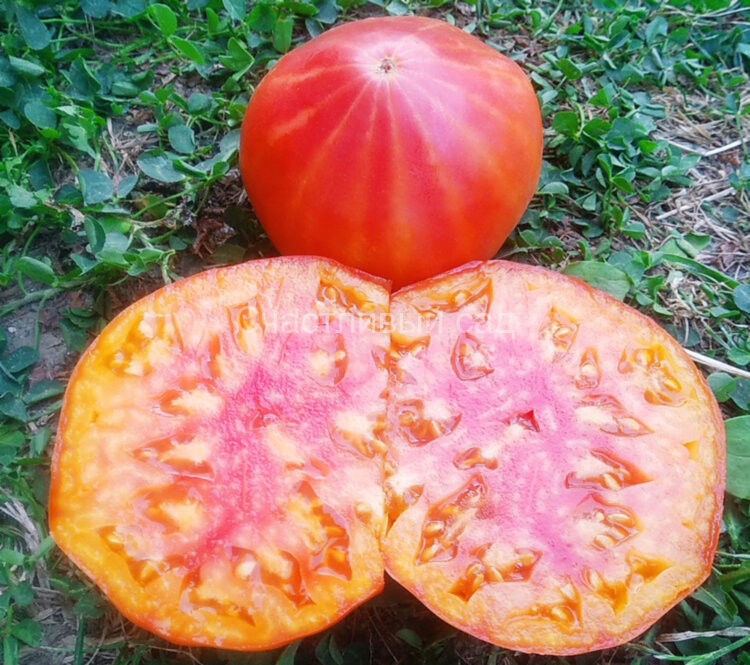 Peppermint (Мятный)