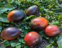 Mocha's Cherry Plum (Слива черри Мокко)