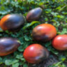 Mocha's Cherry Plum (Слива черри Мокко)