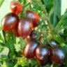 Mocha's Cherry Plum (Слива черри Мокко)