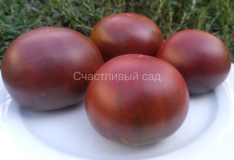 Owen’s Purple (Пурпурный Оуэна)