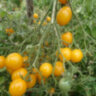 Желтый кварц мультифлора (Yellow Quartz Multiflora) Желтый кварц мультифлора (Yellow Quartz Multiflora)