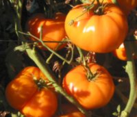 Chuck’s Yellow Beefsteak (Бифштекс Чака желтый)
