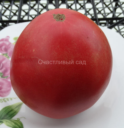 Ludmilla’s Pink Heart (Розовое Сердце Людмилы) Ludmilla’s Pink Heart (Розовое Сердце Людмилы)