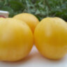 Dwarf Lemon Ice (Гном Лимонный Лед)