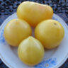 Dwarf Lemon Ice (Гном Лимонный Лед)