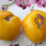 Tiger Paw (Лапа Тигра)