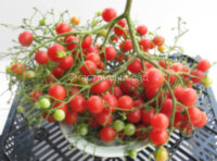 Pink Quarts Multiflora (Розовый кварц Мультифлора)