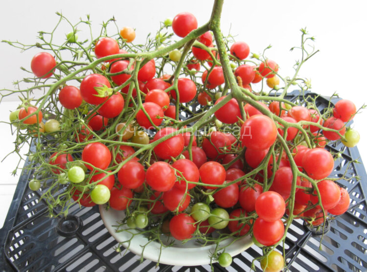 Pink Quarts Multiflora (Розовый кварц Мультифлора) Pink Quarts Multiflora (Розовый кварц Мультифлора)