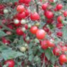 Pink Quarts Multiflora (Розовый кварц Мультифлора) Pink Quarts Multiflora (Розовый кварц Мультифлора)