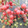 Pink Quarts Multiflora (Розовый кварц Мультифлора) Pink Quarts Multiflora (Розовый кварц Мультифлора)