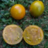 Dwarf Mint Streak (Гном мятная полоса)
