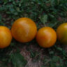Dwarf Mint Streak (Гном мятная полоса)