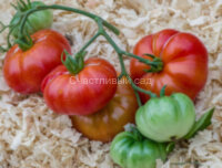 Red Calabash (Красный Калабаш)
