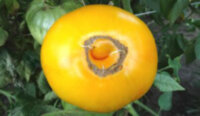 Giant Belgian Yellow (Бельгийский гигант желтый)