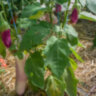 Баклажан Kashmiri Brinjal (Кашмирский Бринджал)