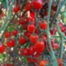Red Bullet (Красная пуля)