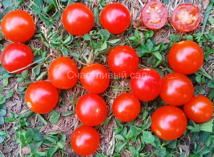 Red Bullet (Красная пуля)