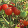 Red Bullet (Красная пуля)