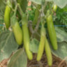 Баклажан Louisiana long green (Луизианский длинный зеленый)
