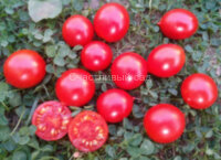Riesentraube (Гигантская гроздь)