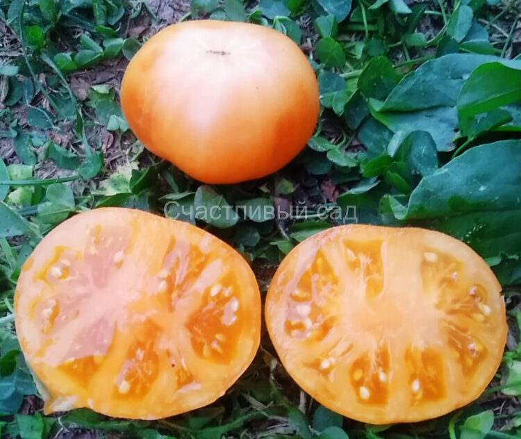 Dwarf Orange Cream (Гном Оранжевый Крем) Dwarf Orange Cream (Гном Оранжевый Крем)