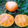 Dwarf Orange Cream (Гном Оранжевый Крем) Dwarf Orange Cream (Гном Оранжевый Крем)