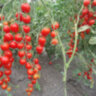 Tomatoberry (Клубничка)