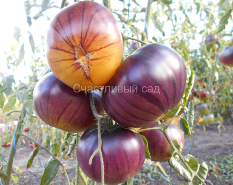 Sart Roloise (Сарт ролайз)