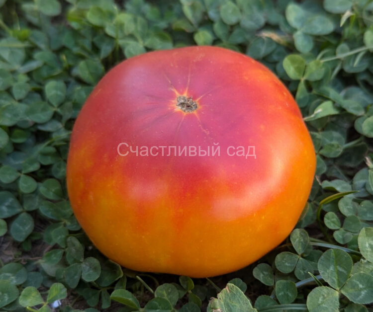 Пламя (Flame) Пламя (Flame)