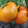Nelson’s Golden Giant (Золотой гигант Нельсона)