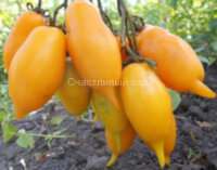 Золотая канарейка (Колибри)