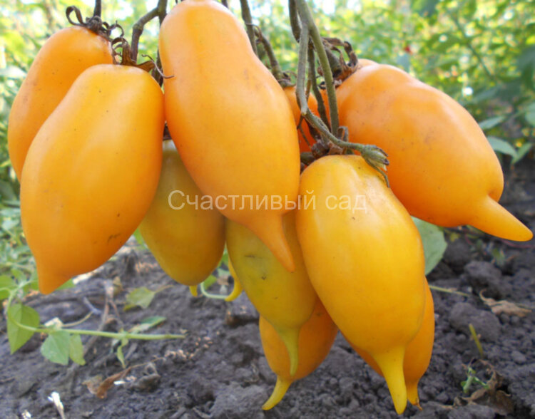 Золотая канарейка (Колибри)