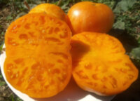 Orange Jazz (Оранжевый джаз)
