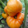 Orange Jazz (Оранжевый джаз) Orange Jazz (Оранжевый джаз)