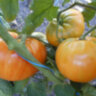 Orange Jazz (Оранжевый джаз) Orange Jazz (Оранжевый джаз)