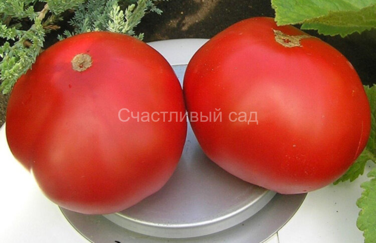 Бердский крупный