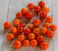 Orange Bullet (Оранжевая пуля)