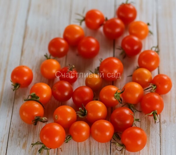 Orange Bullet (Оранжевая пуля) Orange Bullet (Оранжевая пуля)