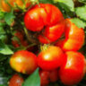 Scoresby Dwarf (Гном Скорсби)