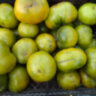 Max's Large Green (Большой зелёный Макса)