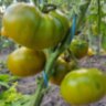 Max's Large Green (Большой зелёный Макса)