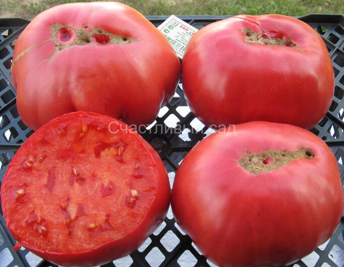 Вечная любовь