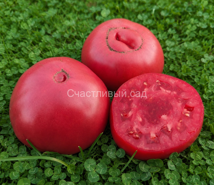 Sweetie Beefsteak (Сладчайший Бифштекс)