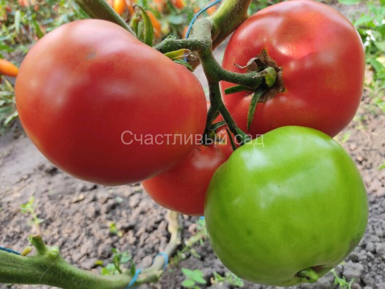 Хармония (Гармония)
