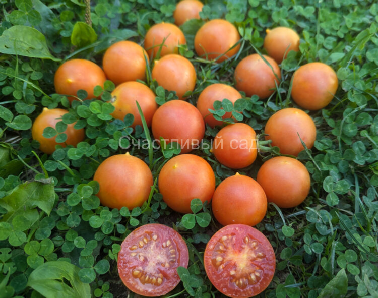 Gialletto Brindisino (Джаллетто Бриндизино) Gialletto Brindisino (Джаллетто Бриндизино)