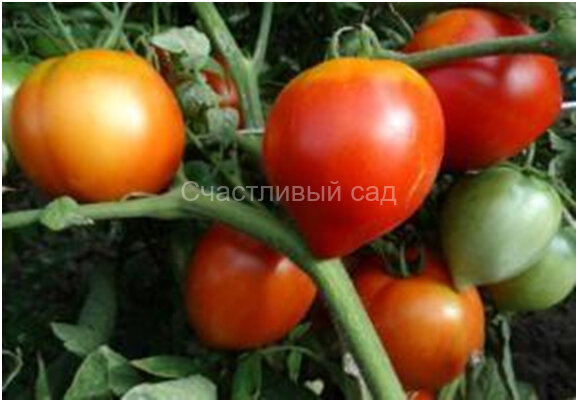 Клубничное дерево