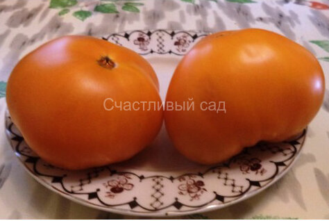 Rabideau (Рабидо)