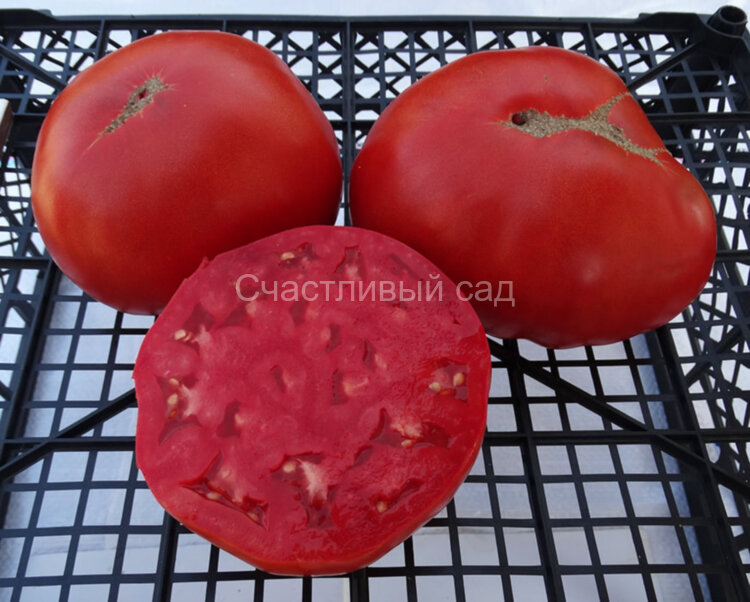 Delicious Hunt Strain (Восхитительная линия Ханта)