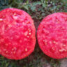 Delicious Hunt Strain (Восхитительная линия Ханта)